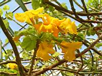 Uncarina grandidieri (fam Pedaliacees) (Madagascar) (Photo F. Mrugala) (4)